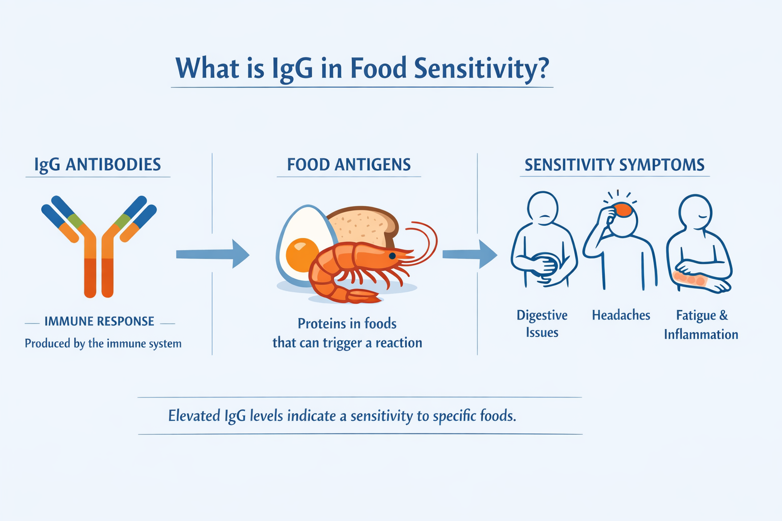 What is IgG in food sensitivity